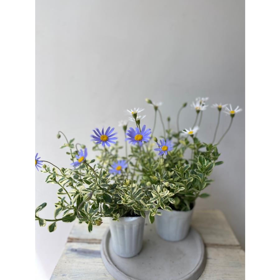 斑入りブルーデージー ブルーホワイト 8014 A K G 通販 Yahoo ショッピング