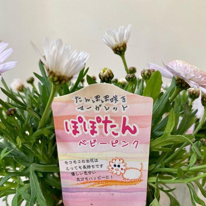 たんぽぽ咲きマーガレットぽぽたん 8032 A K G 通販 Yahoo ショッピング