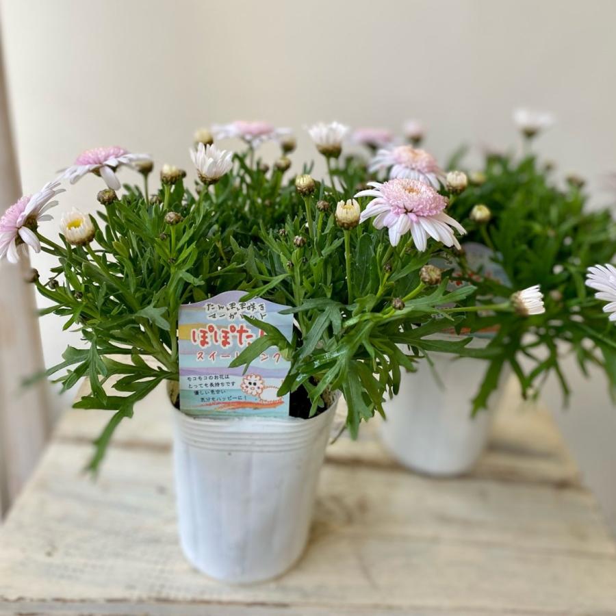 たんぽぽ咲きマーガレットぽぽたん 8032 A K G 通販 Yahoo ショッピング