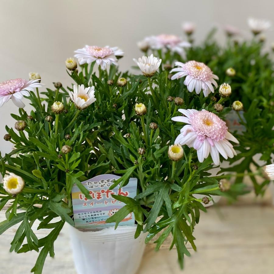 たんぽぽ咲きマーガレットぽぽたん 8032 A K G 通販 Yahoo ショッピング