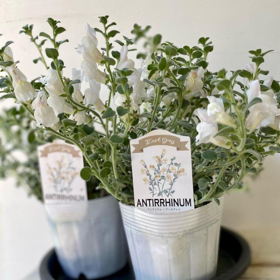 キンギョソウアールグレイ 8047 A K G 通販 Yahoo ショッピング