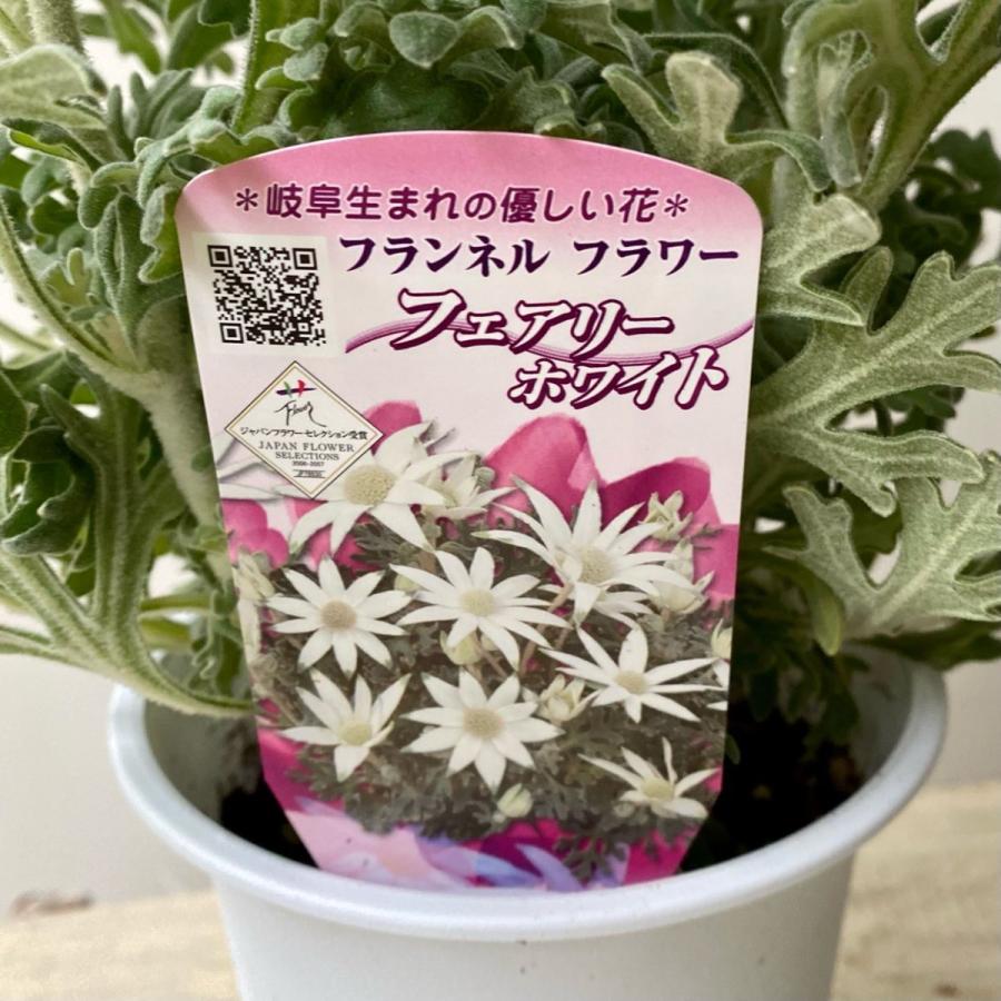 フランネルフラワーフェアリーホワイト4号鉢 : a.k.g - 通販 - Yahoo