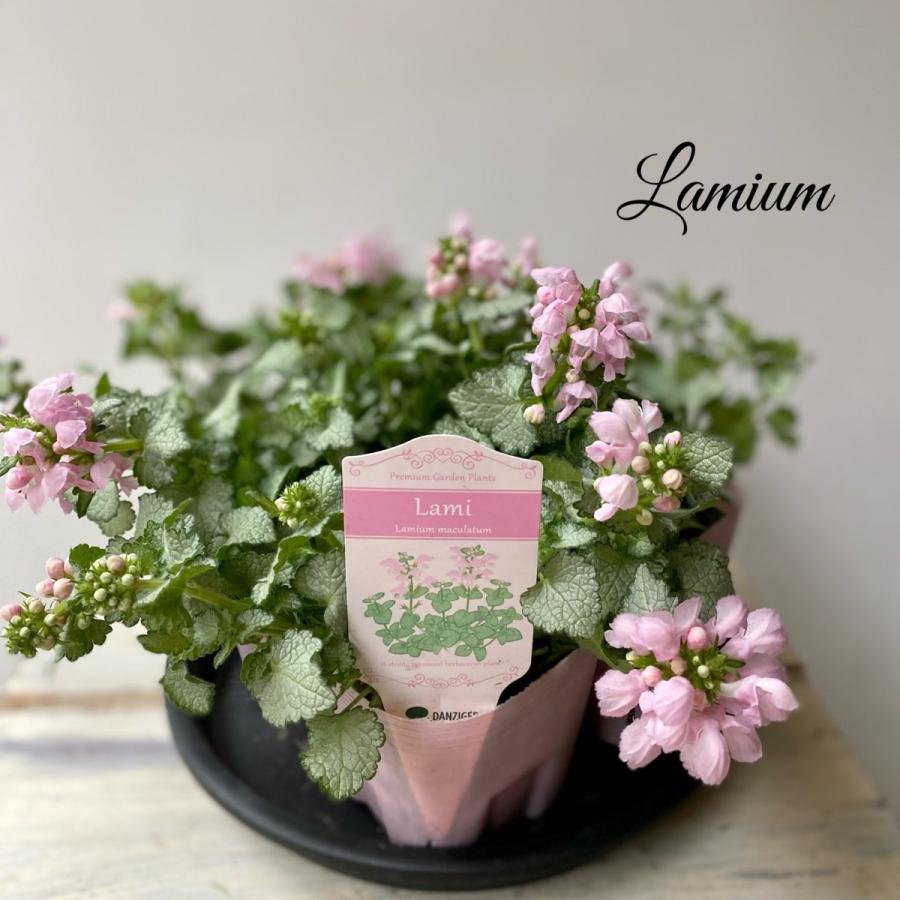 ラミウムラミブラッシュ 8051 A K G 通販 Yahoo ショッピング