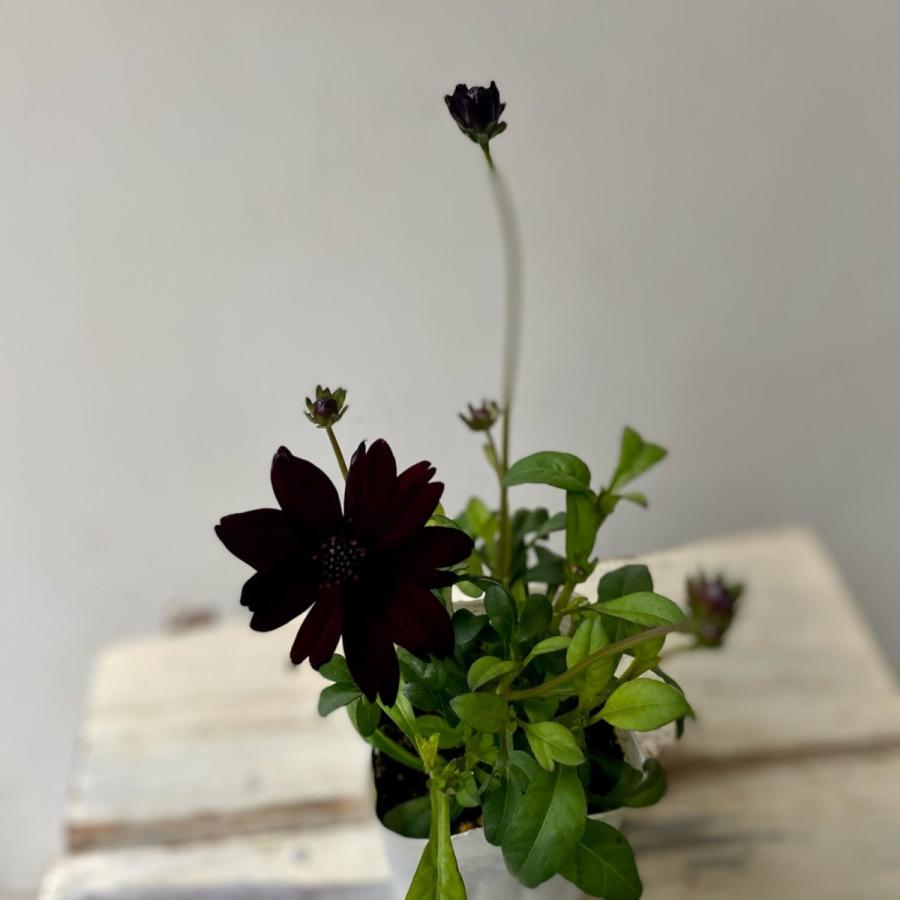 チョコレートコスモス3種ブラウンルージュノエルルージュ3 5号ポット 8052 A K G 通販 Yahoo ショッピング