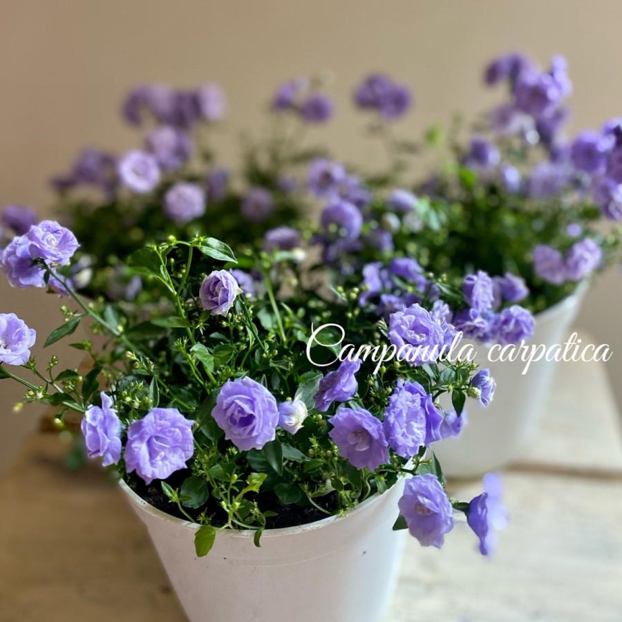 カンパニュラブルーワンダー 8058 A K G 通販 Yahoo ショッピング