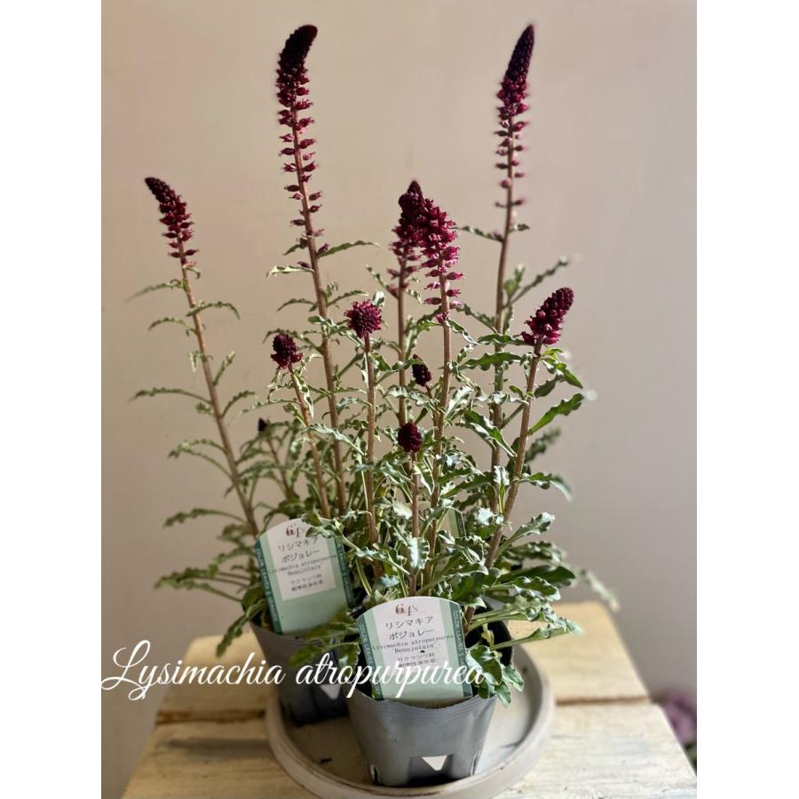 リシマキアボジョレー 8060 A K G 通販 Yahoo ショッピング