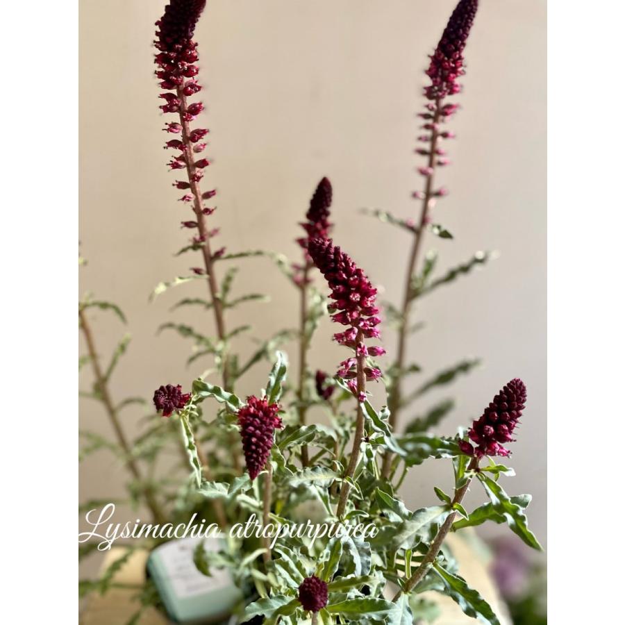 リシマキアボジョレー 8060 A K G 通販 Yahoo ショッピング