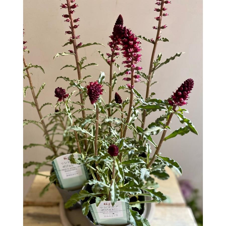 リシマキアボジョレー 8060 A K G 通販 Yahoo ショッピング