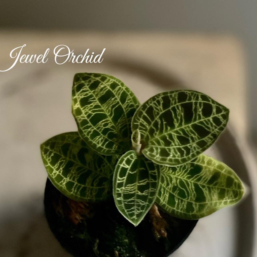 ジュエルオーキッド2寸鉢マコデスペトラ 8065 A K G 通販 Yahoo ショッピング
