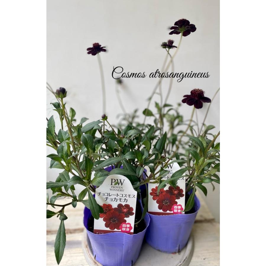 チョコレートコスモスチョカモカpw 8070 A K G 通販 Yahoo ショッピング