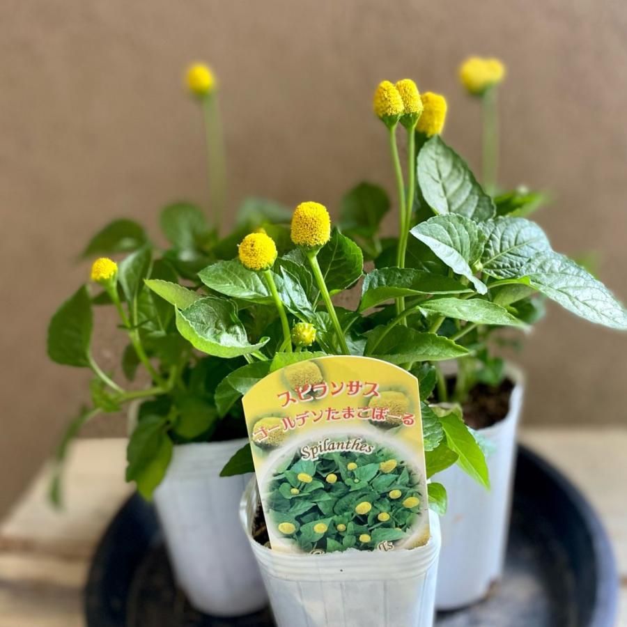 スピランサスゴールデンタマゴボールキバナオランダセンニチ 8075 A K G 通販 Yahoo ショッピング