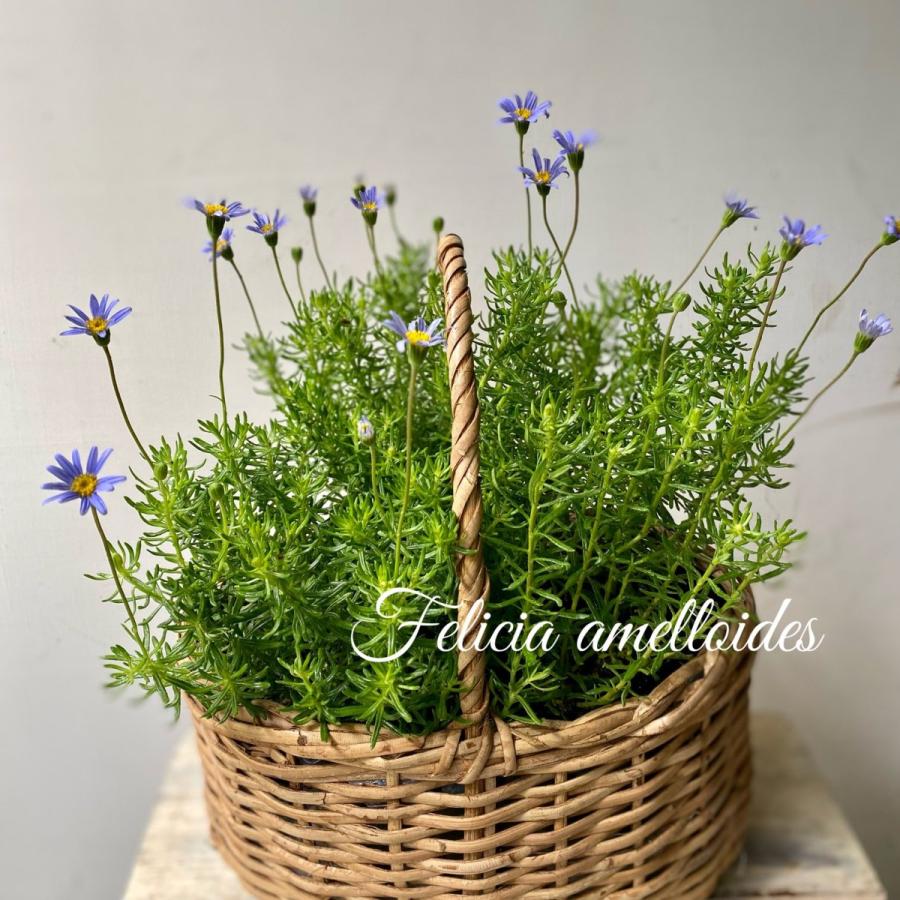 細葉ブルーデージー 80 A K G 通販 Yahoo ショッピング