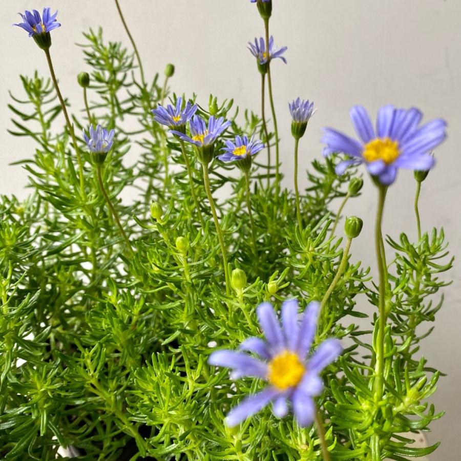 細葉ブルーデージー 80 A K G 通販 Yahoo ショッピング