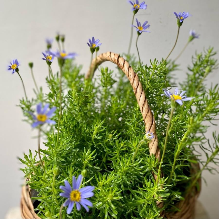 細葉ブルーデージー 80 A K G 通販 Yahoo ショッピング