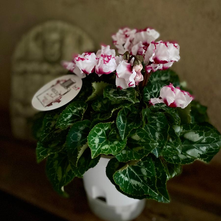 シクラメン アブソリュドゥモレル 4号 |  | 01