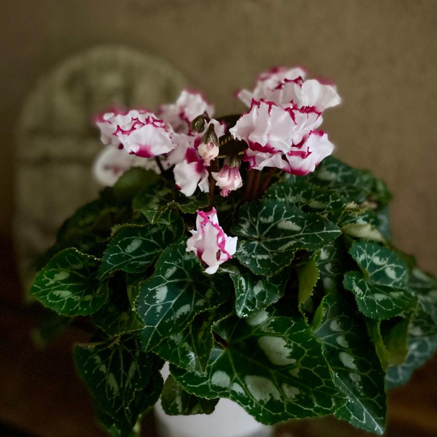 シクラメン アブソリュドゥモレル 4号 |  | 02