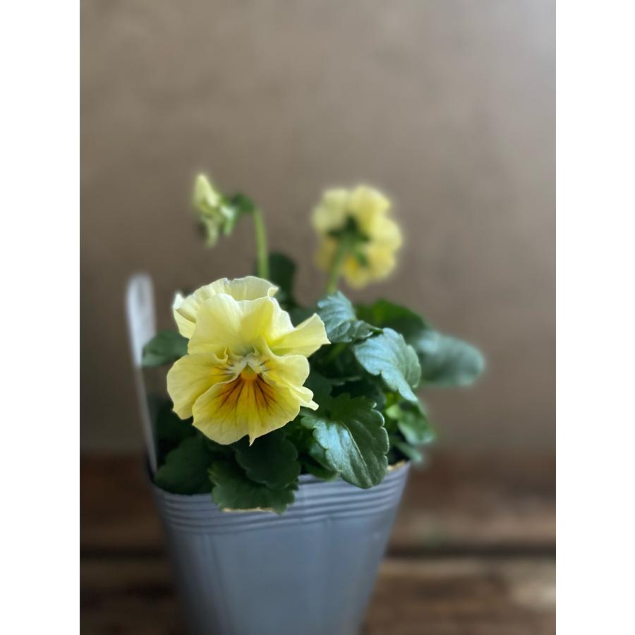 桐生ふぁ〜むさんと花日和さんのアイクルール お任せ4ポットセット