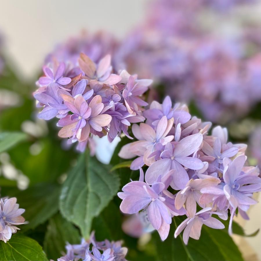 吉岡麗子さんのアジサイマルルーブルー山紫陽花4号鉢 : a.k.g - 通販