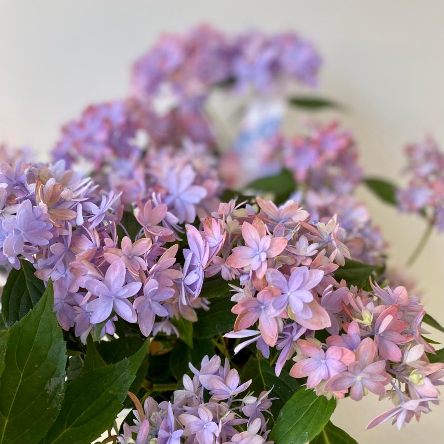 吉岡麗子さんのアジサイマルルーブルー山紫陽花4号鉢 : a.k.g - 通販