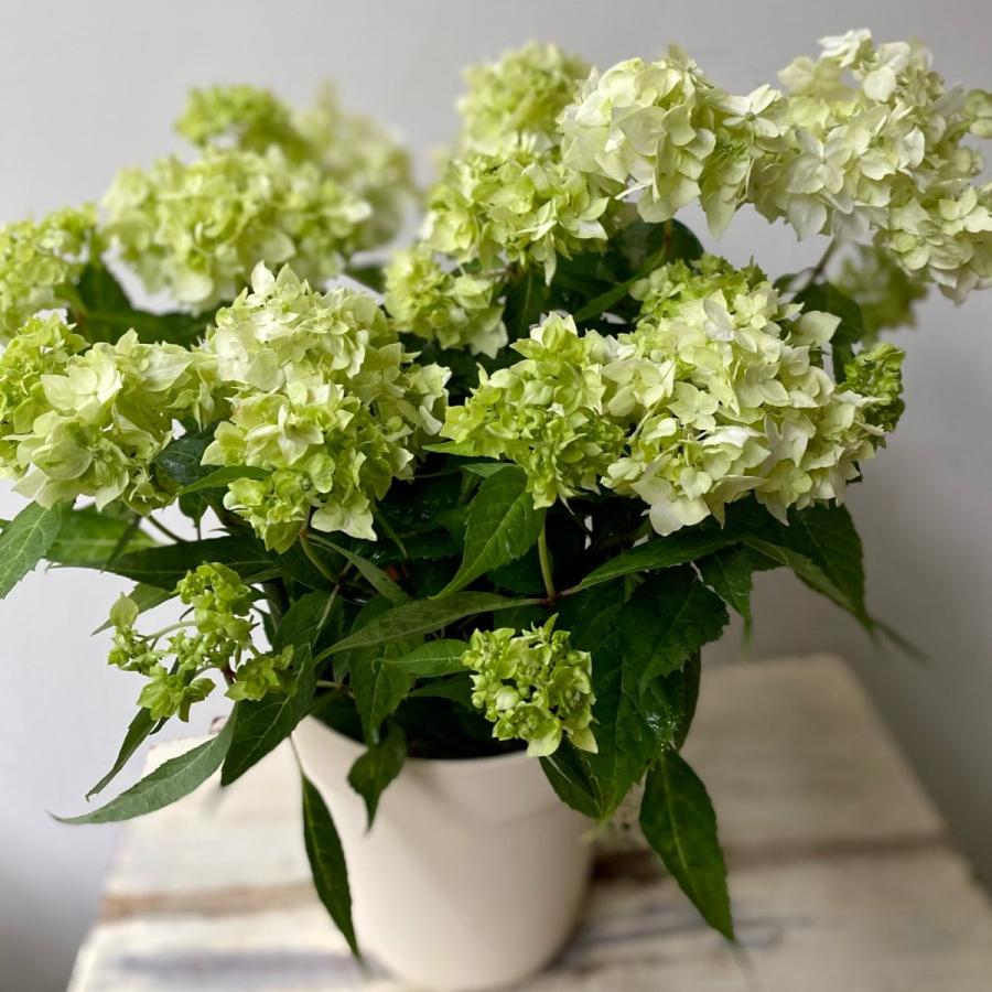 吉岡麗子さんのアジサイ白扇山紫陽花4号鉢 : a.k.g - 通販 - Yahoo