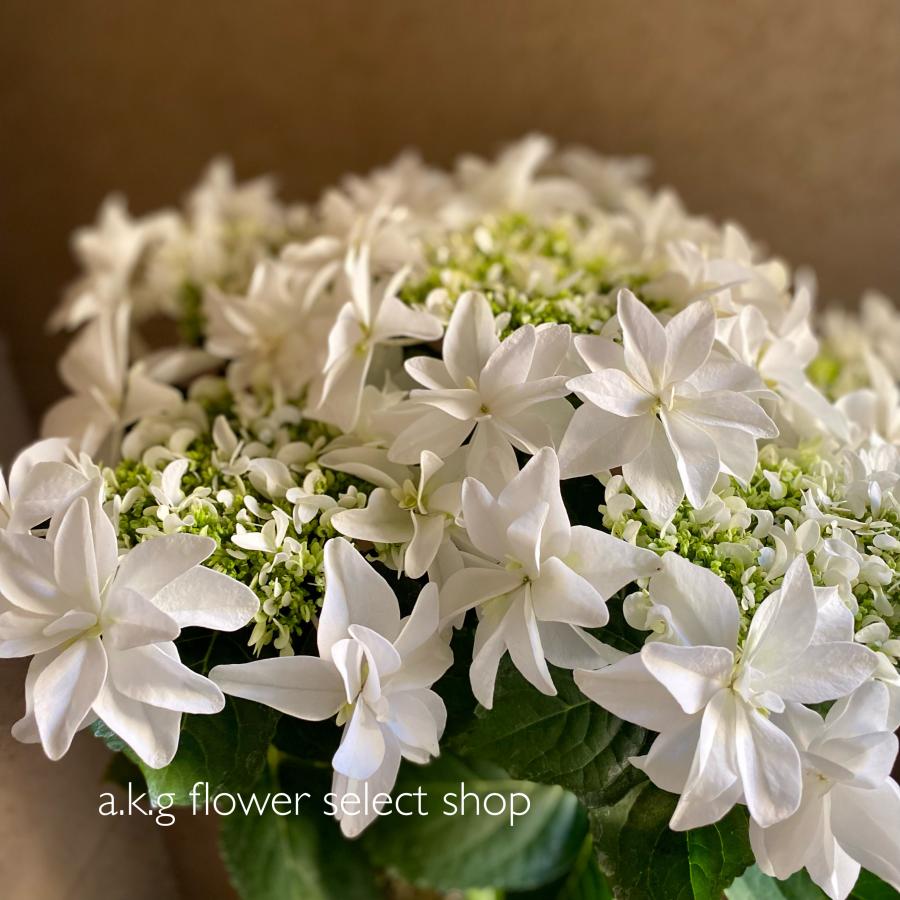 あじさい様用 島根県アジサイ研究会第6号 月うさぎ あじさい : a.k.g - 通販 - Yahoo