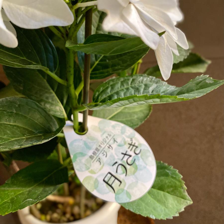 島根県アジサイ研究会第6号 月うさぎ あじさい : a.k.g - 通販 - Yahoo