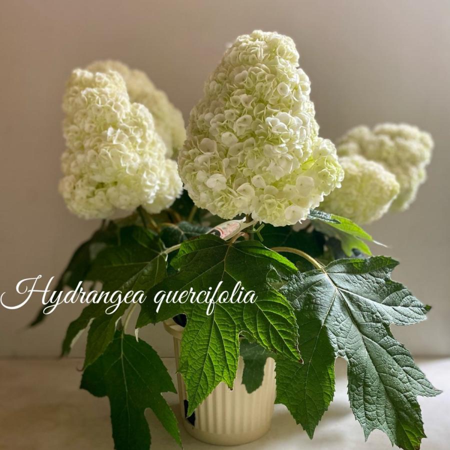 開花株大苗カシワバアジサイハーモニー柏葉紫陽花母の日 Ajisai A K G 通販 Yahoo ショッピング