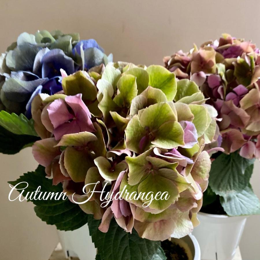 秋色アジサイ紫陽花4号鉢あじさい Oshomandakini Com