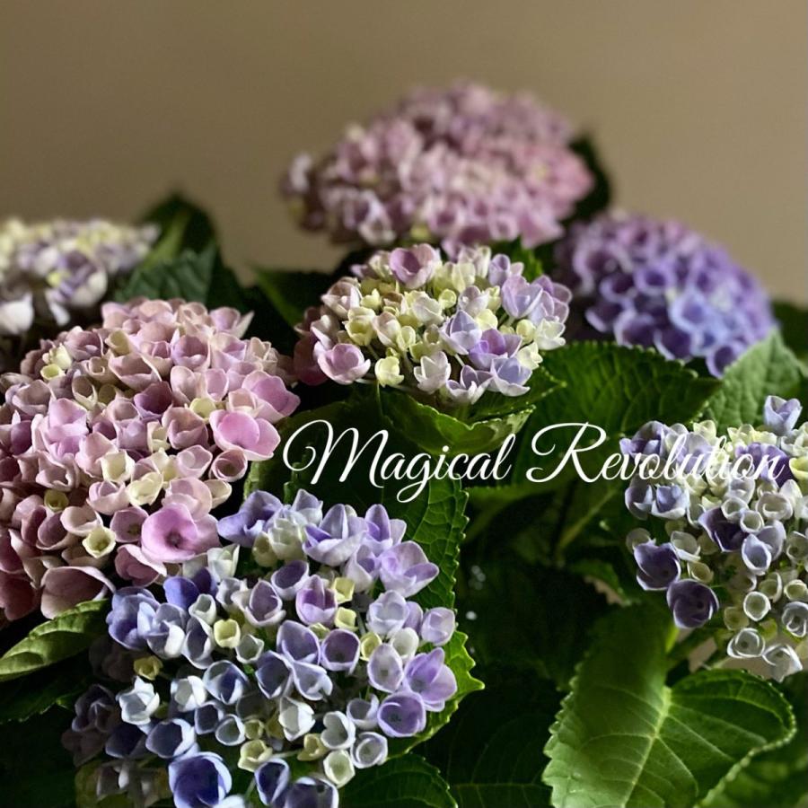 ファクトリーアウトレット マジカルレボリューションアジサイレインボー秋色紫陽花５号鉢