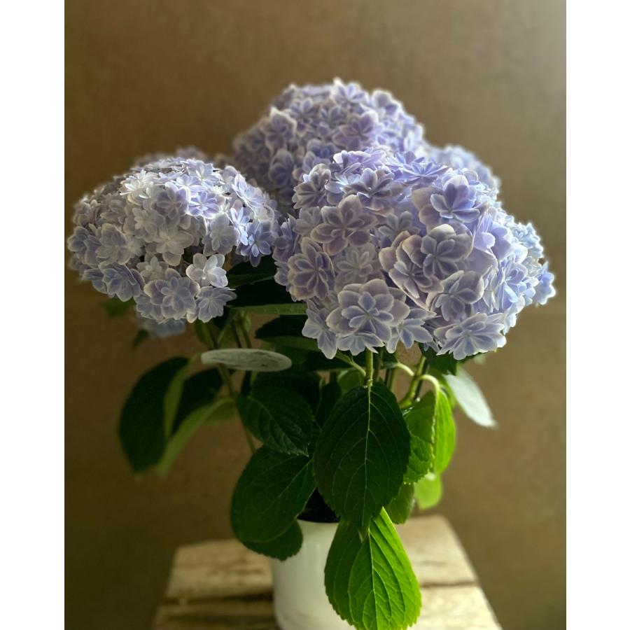 島根県アジサイ研究会第1号 万華鏡 あじさい : a.k.g - 通販 - Yahoo