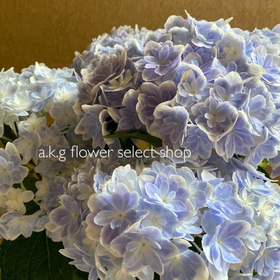 島根県アジサイ研究会第1号 万華鏡 あじさい : a.k.g - 通販 - Yahoo