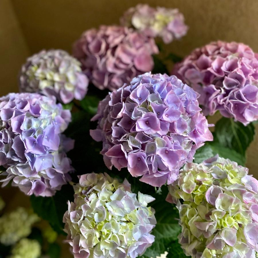 Sale アジサイハイリバーレインボー紫陽花5号鉢花 Ajisai66 A K G 通販 Yahoo ショッピング