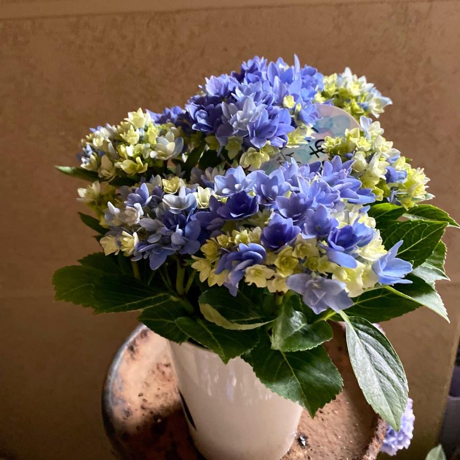 みど　紫陽花　アジサイ　島根オリジナル　星あつめ　ブルーピンク　２鉢セット 楽天市場】あじさい 星あつめ 島根オリジナルアジサイ 5号鉢