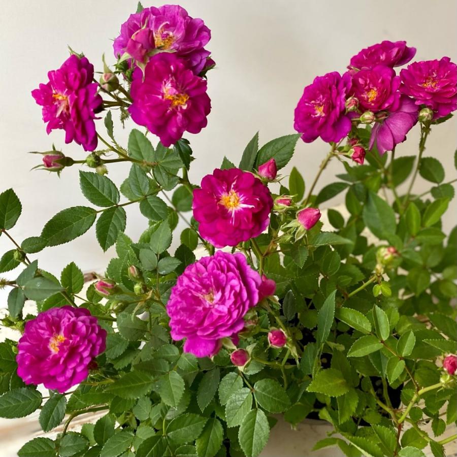 芳香性ミニバラスイートチャリオット : a.k.g - 通販 - Yahoo