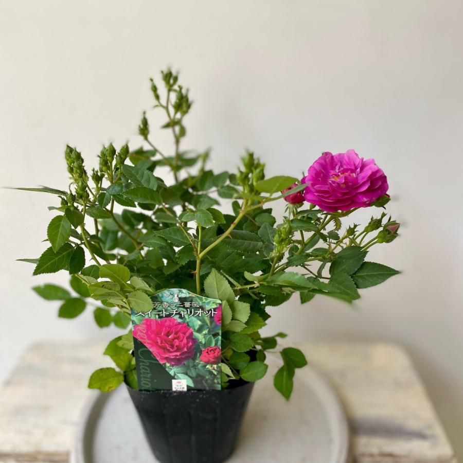 芳香性ミニバラスイートチャリオット3号ポット Bara05 A K G 通販 Yahoo ショッピング