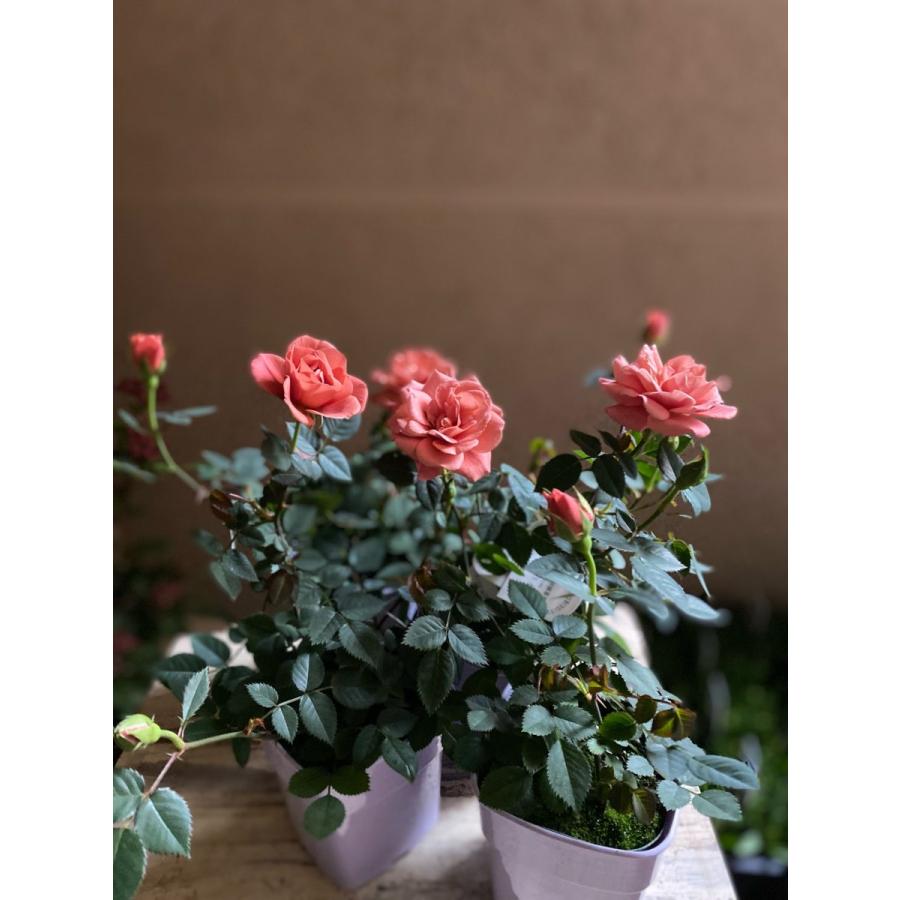 ミニバラテディベア Bara08 A K G 通販 Yahoo ショッピング