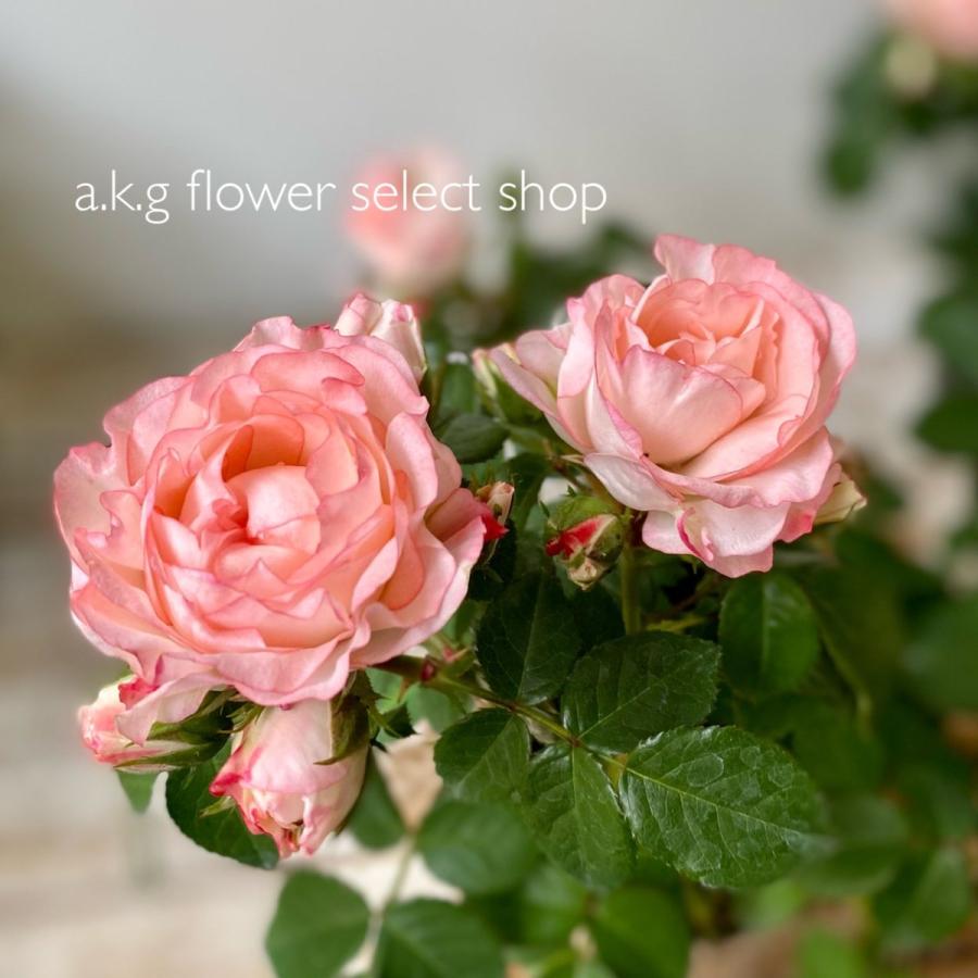 プロレスラー 吉村道明 自伝