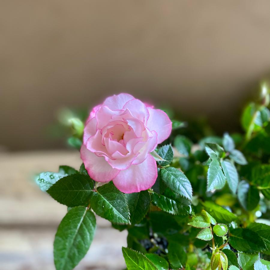 ミニバラ ラプリープリンセスオプティマ | 