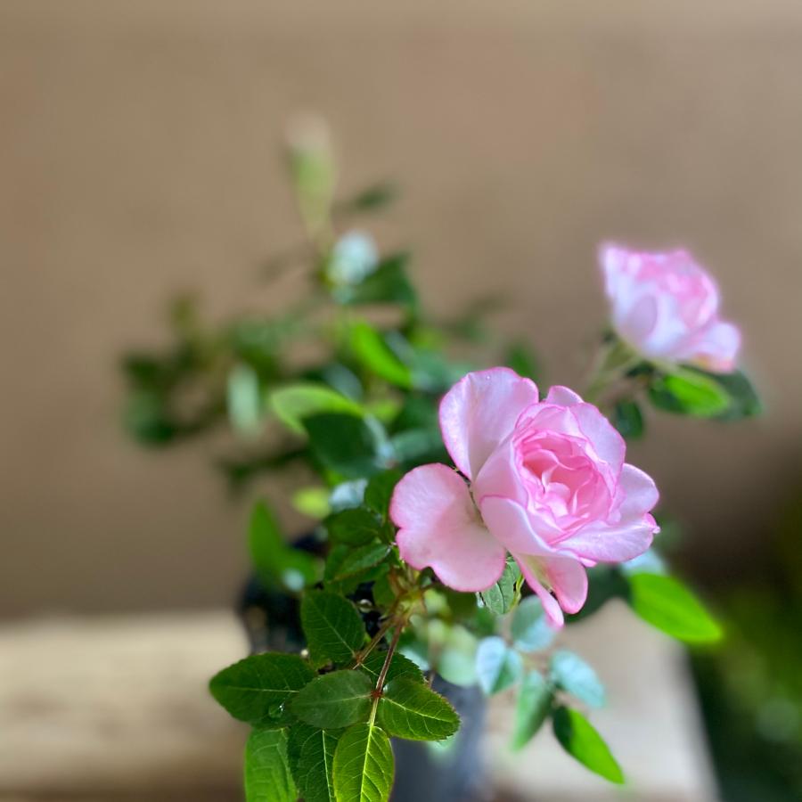 ミニバラ ラプリープリンセスオプティマ |  | 01