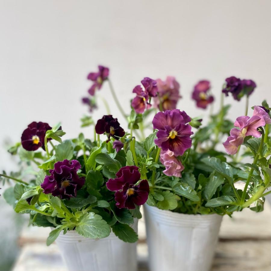 ビオラ 花日和さんオリジナル！フリル咲き華あられ : a.k.g - 通販