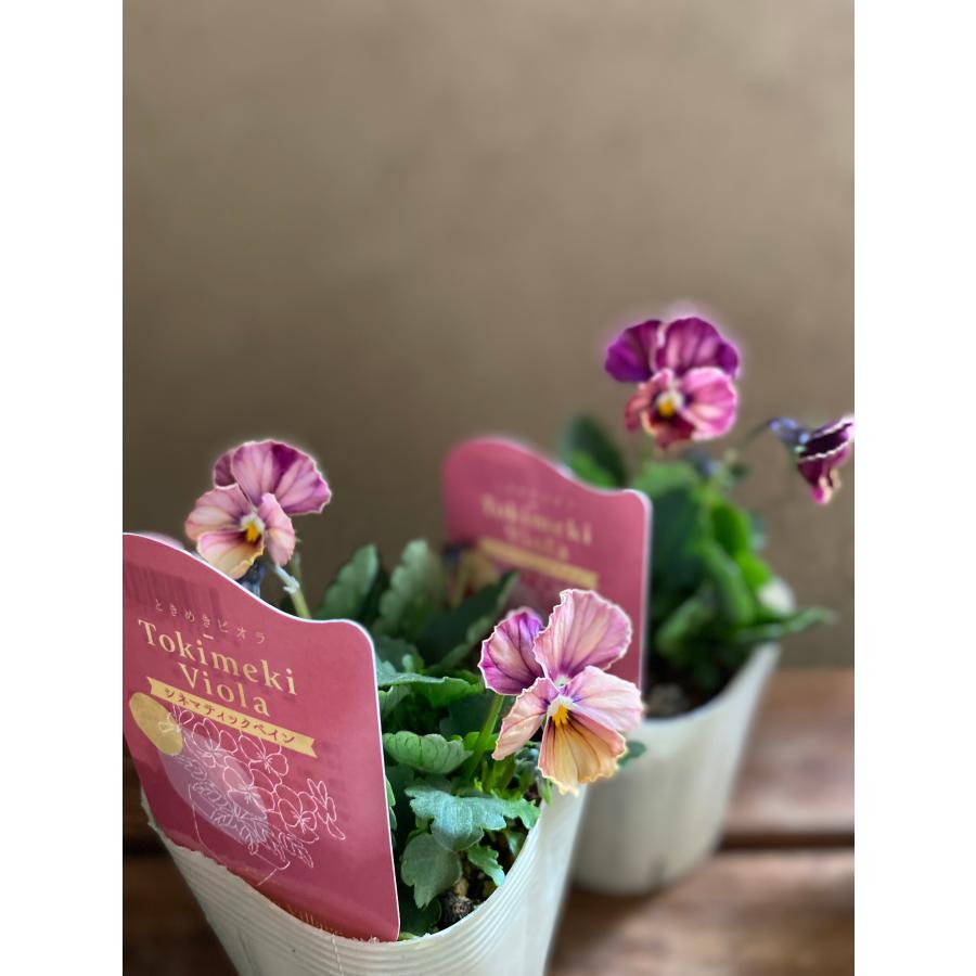 ときめきビオラ 奥田園芸 : a.k.g - 通販 - Yahoo!ショッピング
