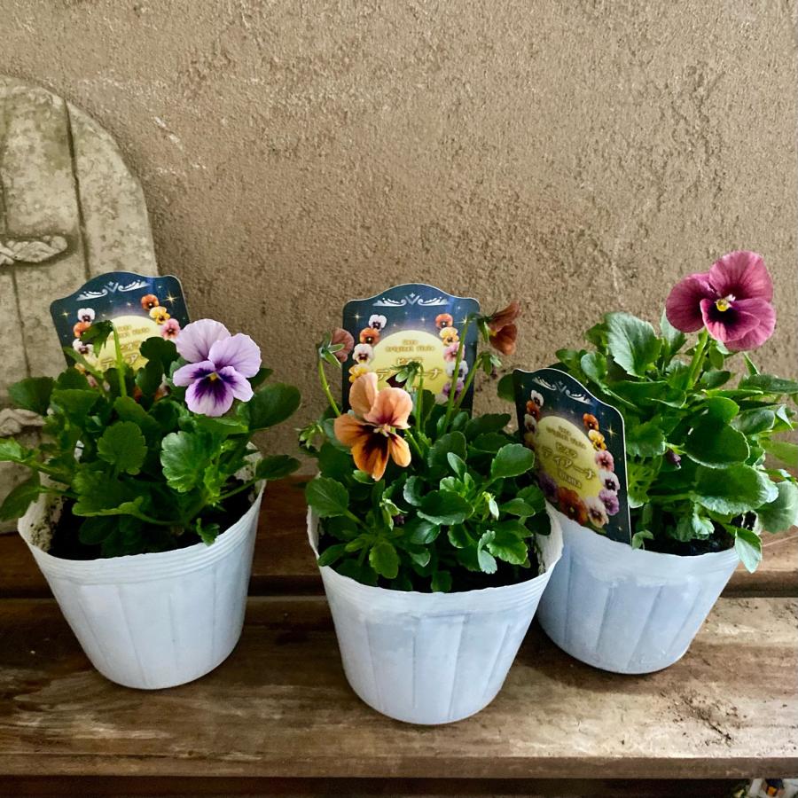 ビオラ　ディアーナ　①ポット苗　、その他リクエスト うえたさんのビオラ ディアーナ : a.k.g - 通販 - Yahoo!ショッピング