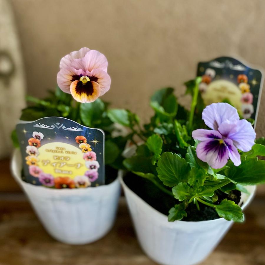 うえたさんのビオラ ディアーナ : a.k.g - 通販 - Yahoo!ショッピング