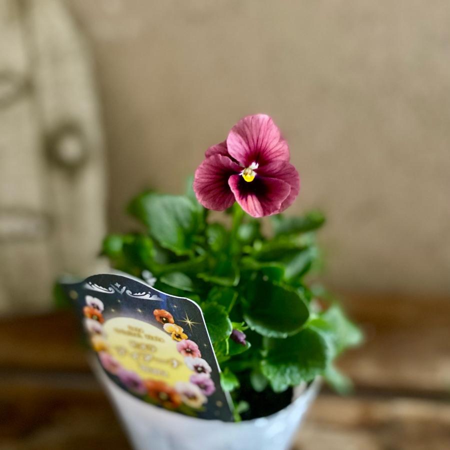 ビオラ　ディアーナ　①ポット苗　、その他リクエスト ビオラ ディアーナ ①ポット苗 、その他リクエスト 園芸ネット本店