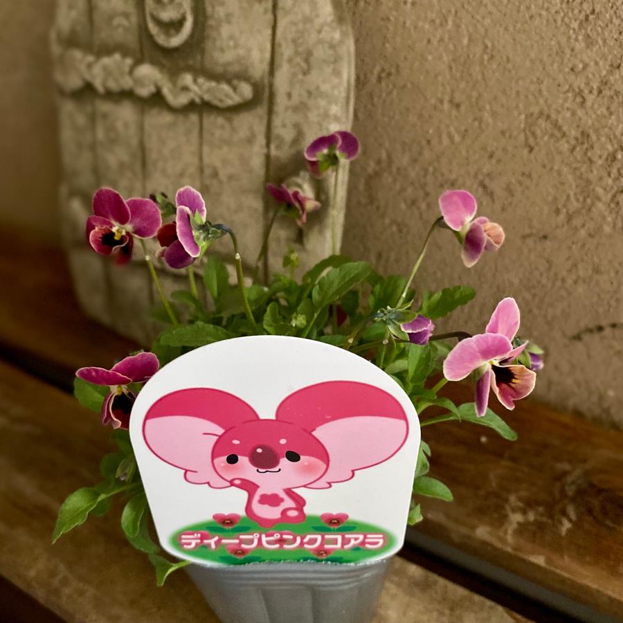 見元さんのビオラ ディープピンクコアラ : a.k.g - 通販 - Yahoo