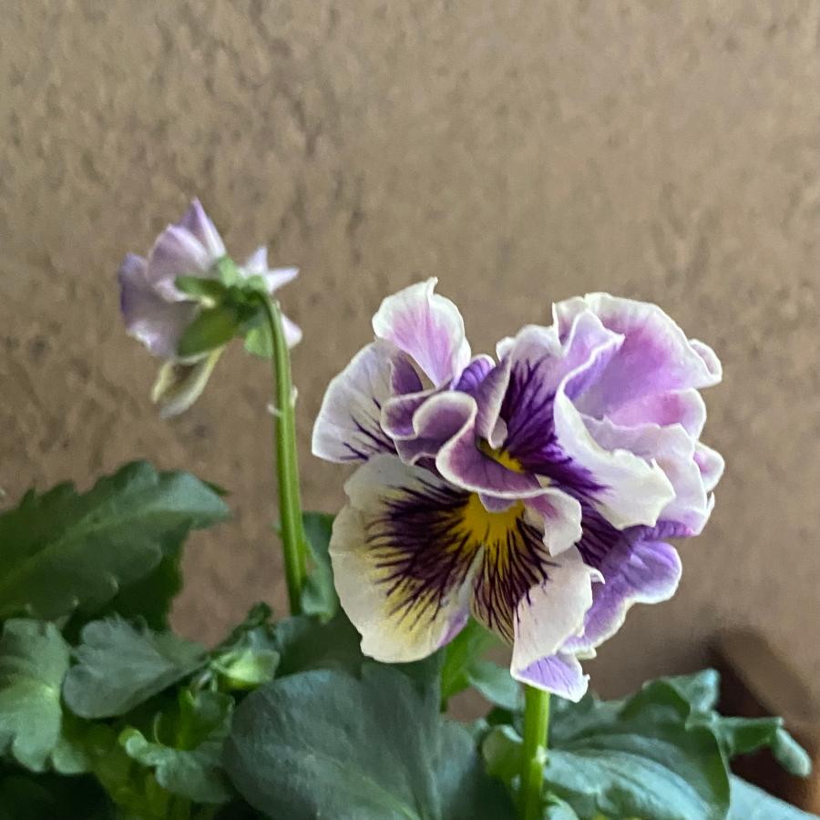 Rガーデンさんオリジナル アンティークフリルパンジーフルール : a.k.g