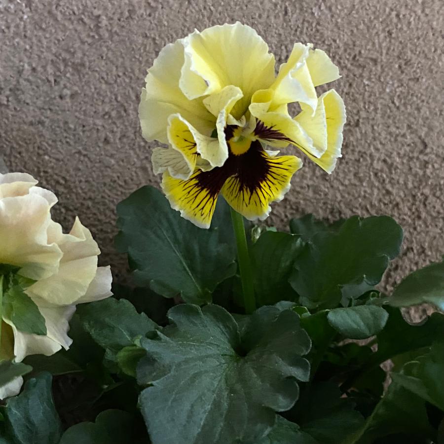 Rガーデンさんオリジナル アンティークフリルパンジーフルール : a.k.g