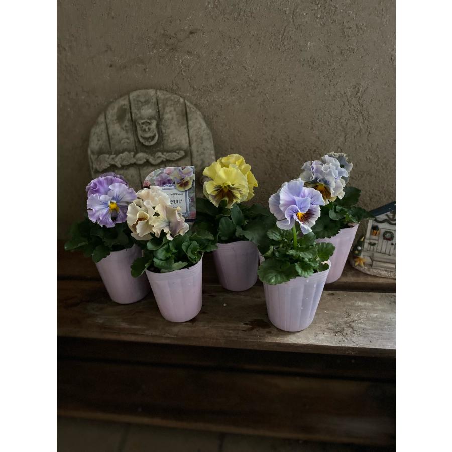 アンティークフリルパンジーフルール2.5号2個セット : a.k.g - 通販