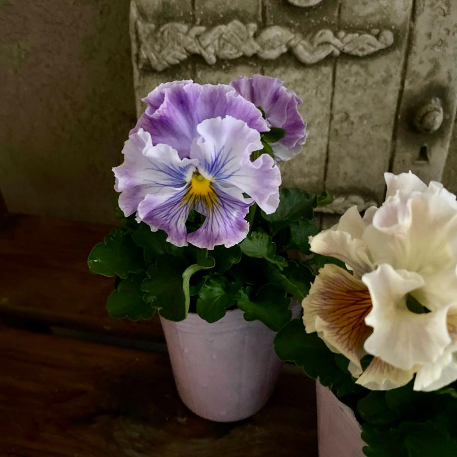 アンティークフリルパンジーフルール2.5号2個セット : a.k.g - 通販