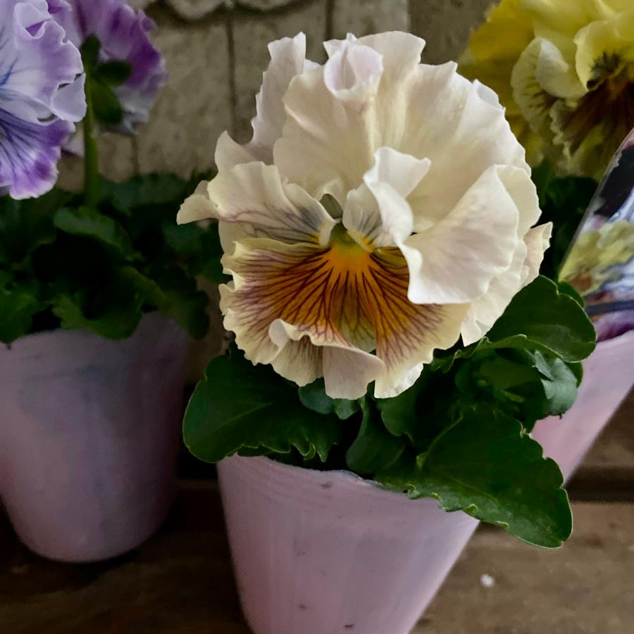 アンティークフリルパンジーフルール2.5号2個セット : a.k.g - 通販